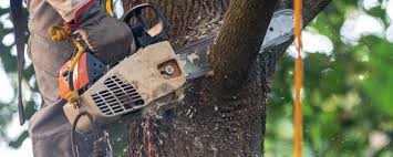 Best Storm Damage Tree Cleanup  in Rosaryville, MD