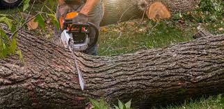 Best Tree Disease Treatment  in Rosaryville, MD