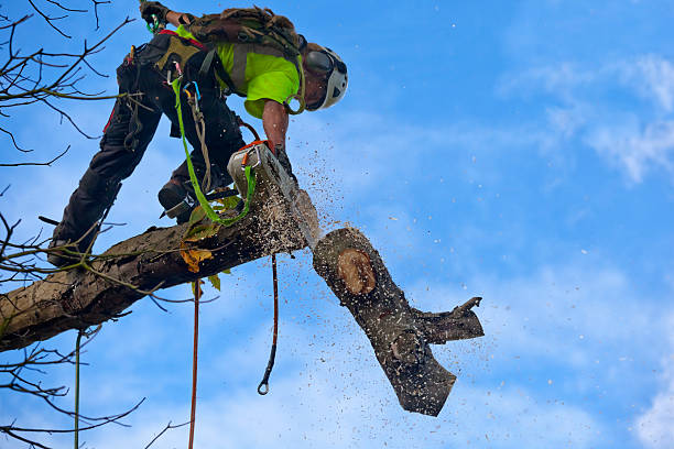 How Our Tree Care Process Works  in  Rosaryville, MD